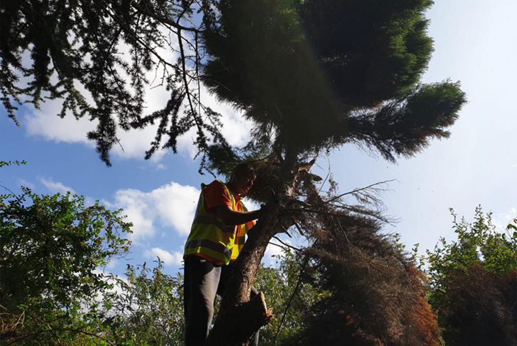 deadwood removal tree surgeons hertfordshire watford 04