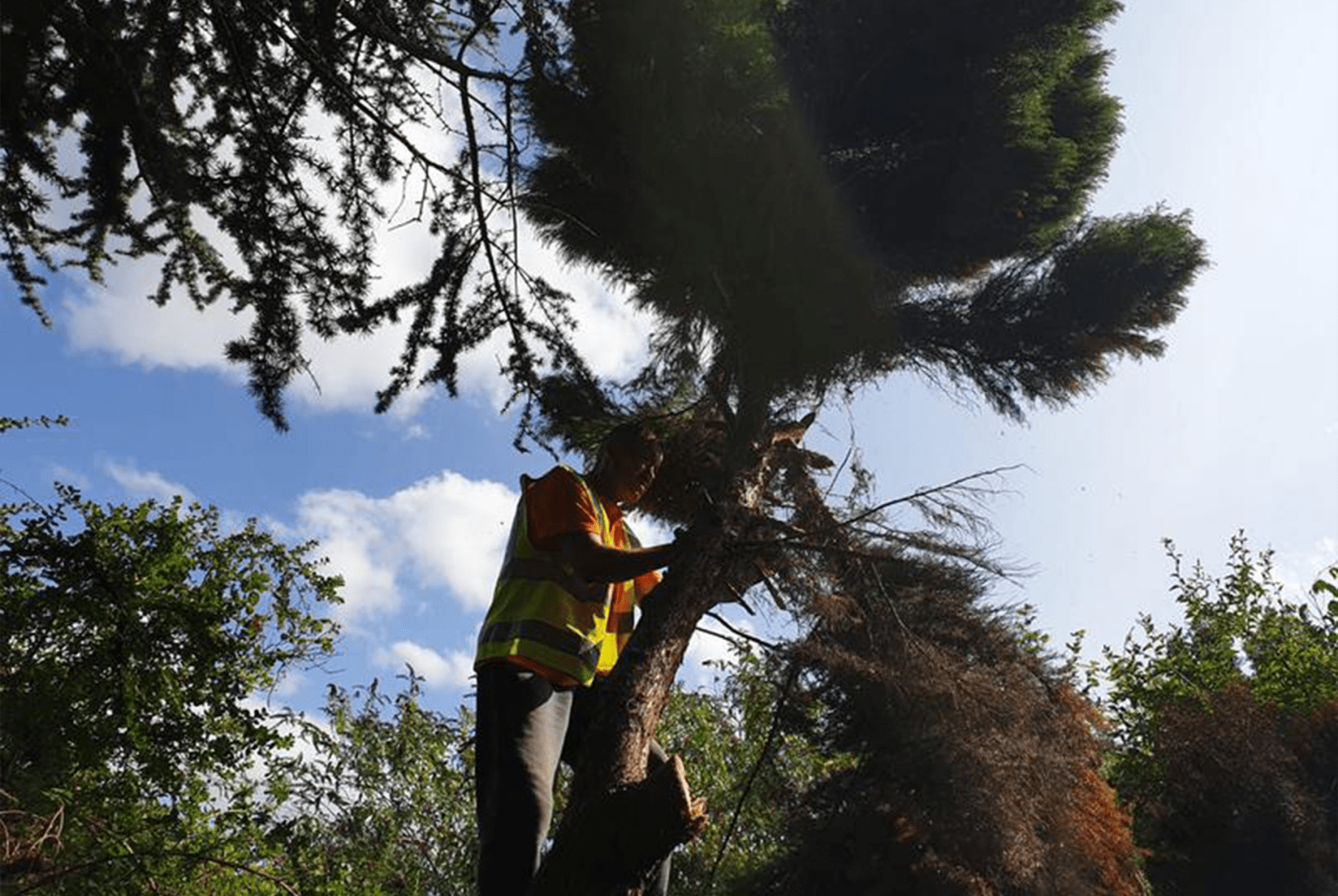 offering tree crowing service, majestic tree care aims to increase the visual appearance of trees as aswell as saftey