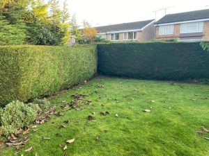 hedge maintenance hertfordshire watford 01