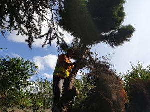 tree bush pruning hertfordshire 26