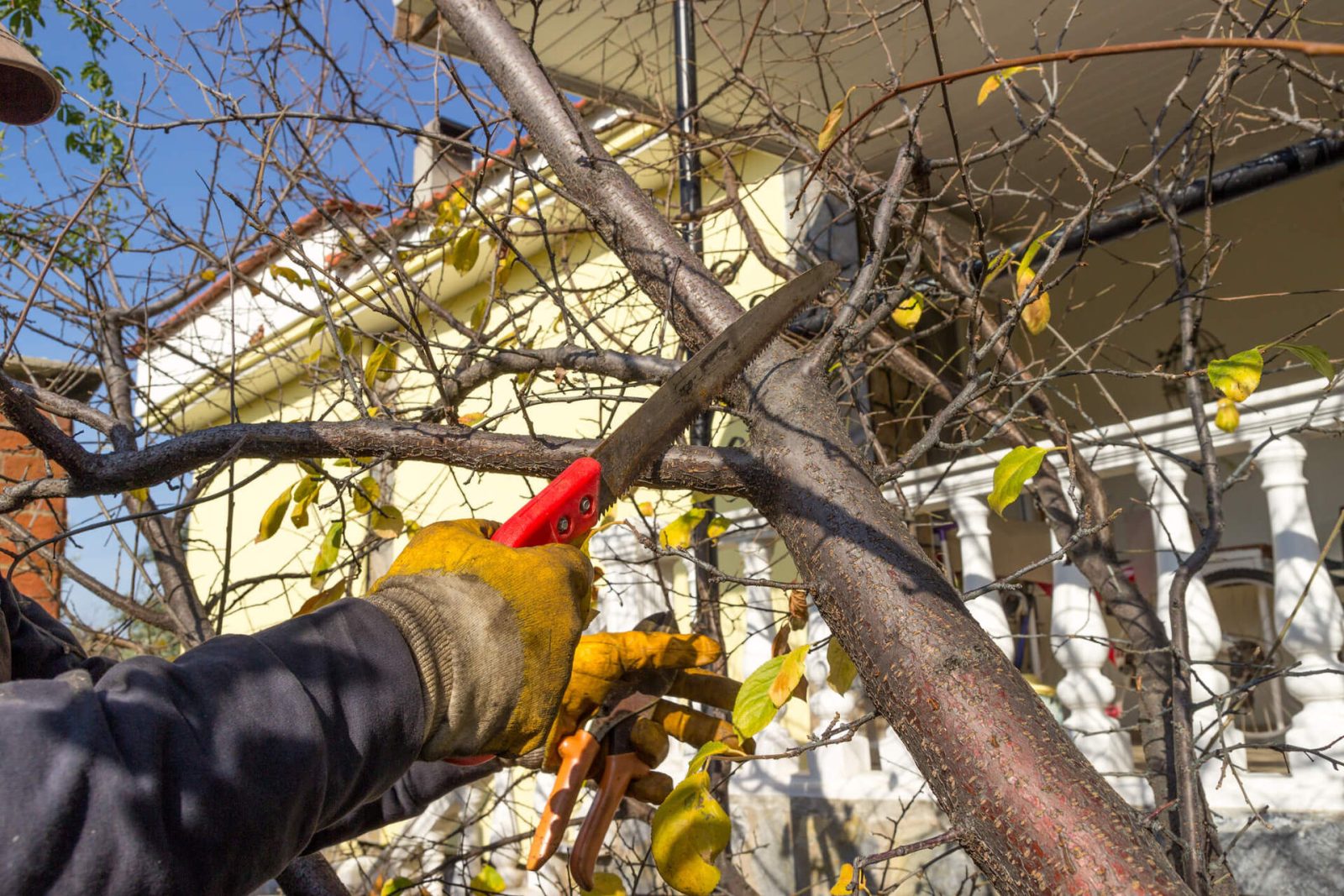 offering tree crowing service, majestic tree care aims to increase the visual appearance of trees as aswell as saftey