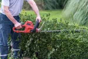 tree hedge maintenance services in hertfordshire 01