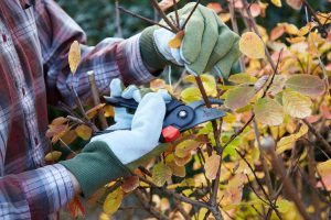 tree pruning services in hertfordshire 03