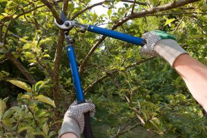 tree pruning services in hertfordshire 04