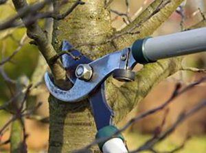 tree pruning services in hertfordshire resize 02