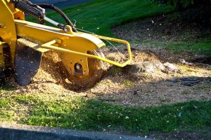 tree stump removal grinding in hertfordshire 01