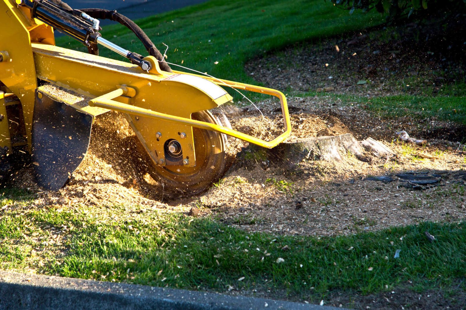 offering tree crowing service, majestic tree care aims to increase the visual appearance of trees as aswell as saftey