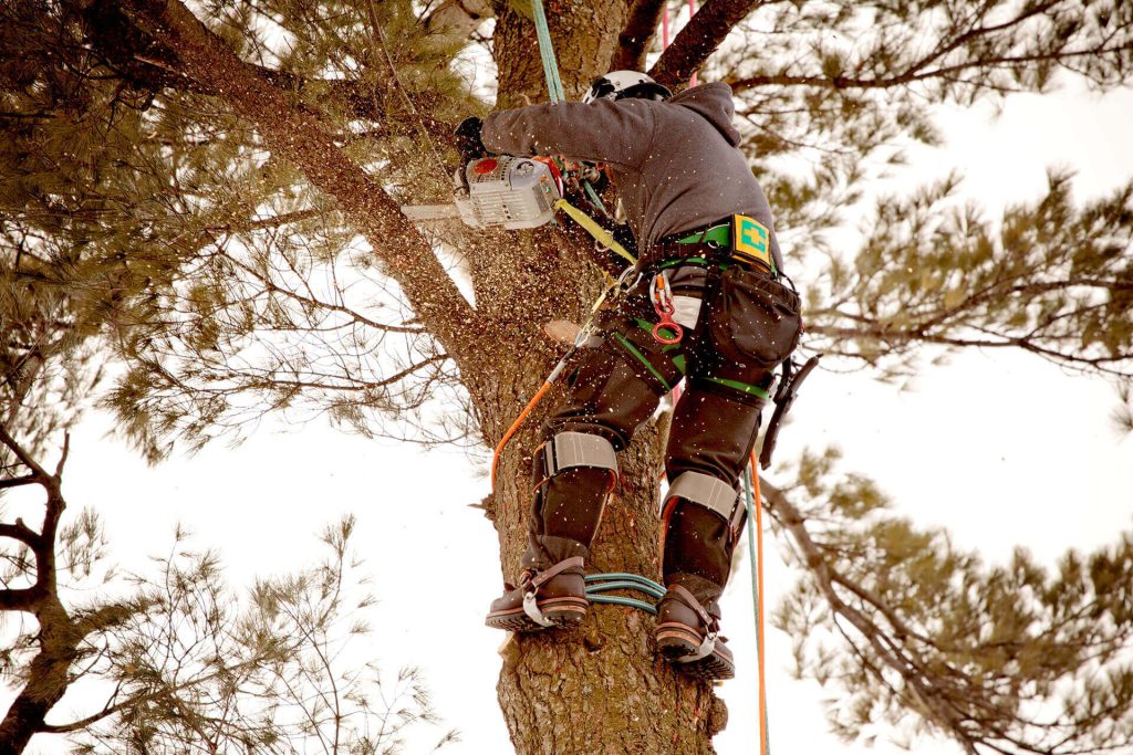 tree surgeons in hertfordshire 30