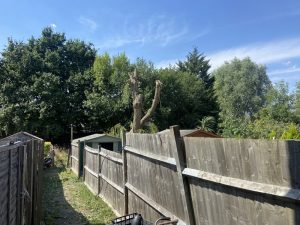 watford hertfordshire tree surgeons 162